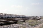 String of dry rock hoppers waiting in the yard 